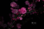 桃花 高对比 黑背景