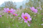 格桑花