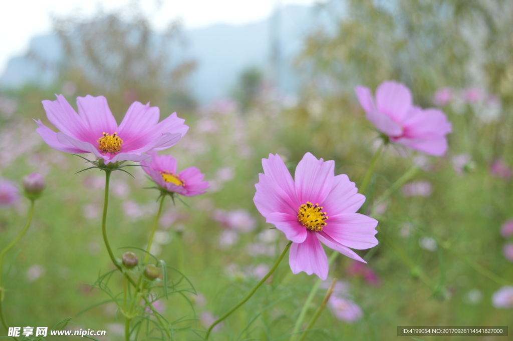 格桑花
