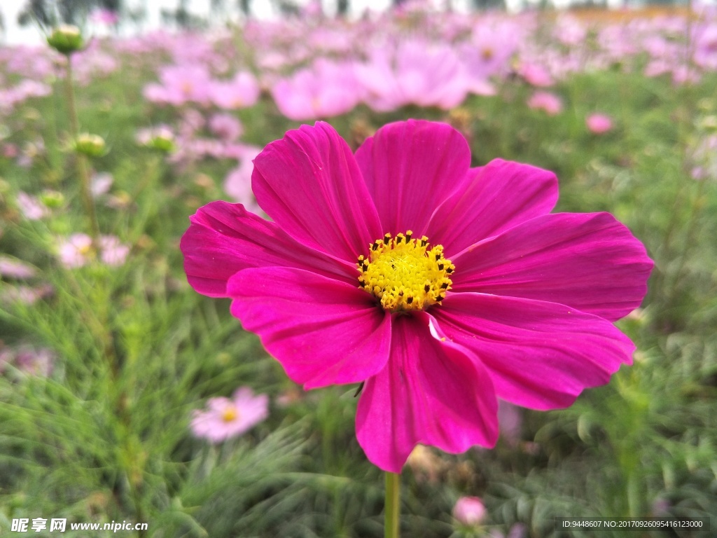 格桑花