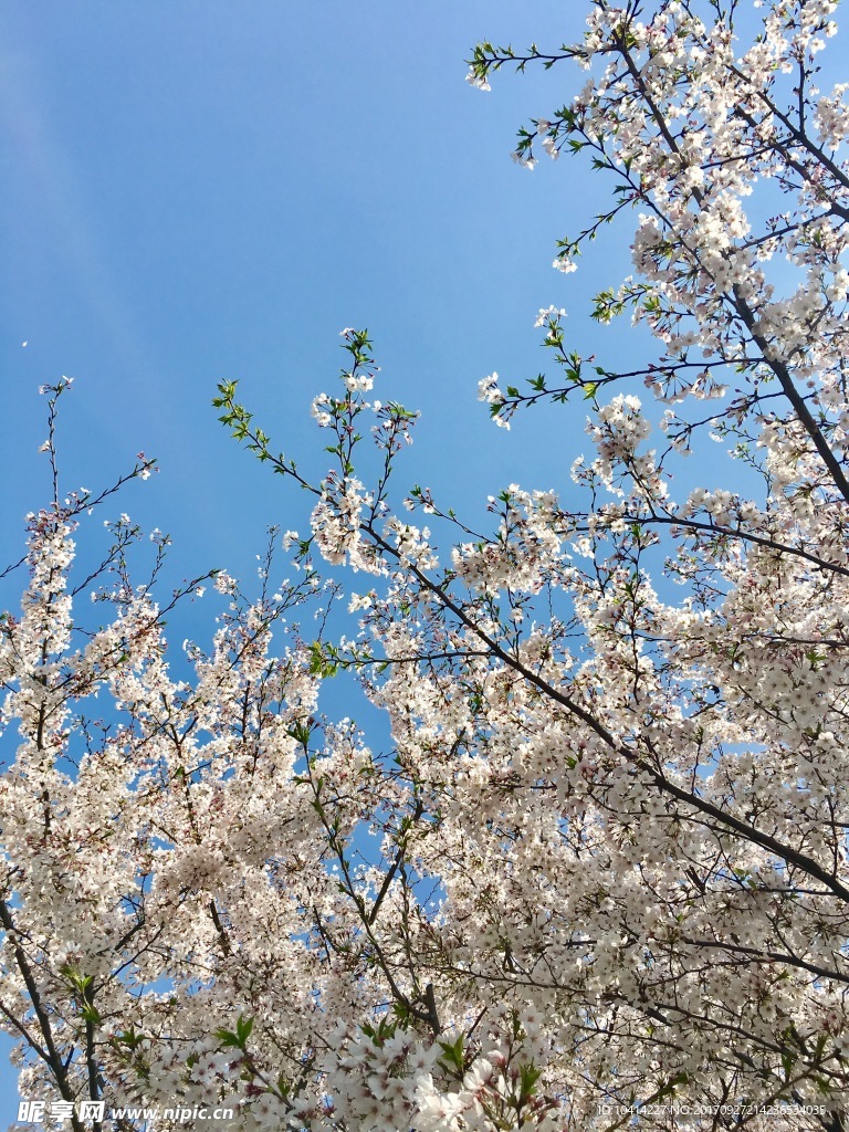 鼋头渚樱花