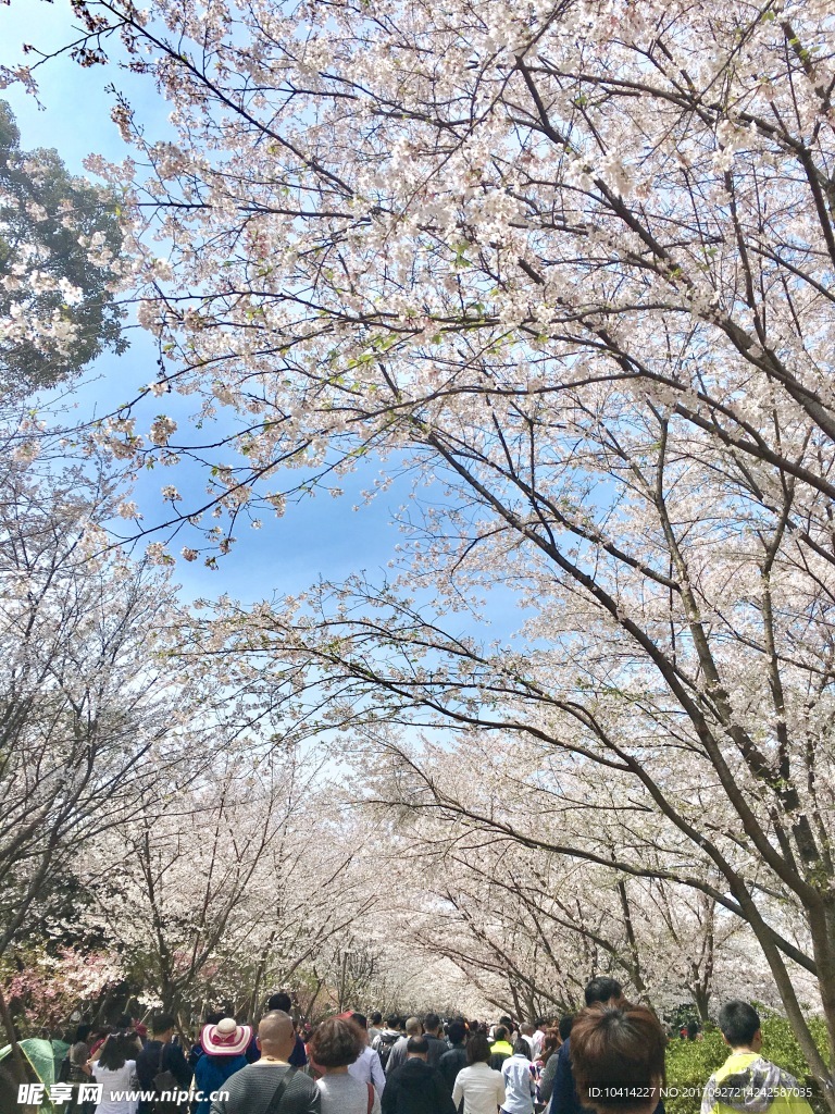 鼋头渚 樱花