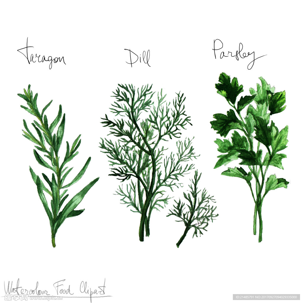 手绘植物