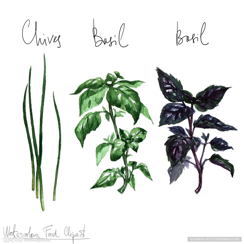 手绘植物