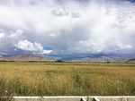 青稞田