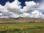 高山与青稞