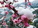 梅花