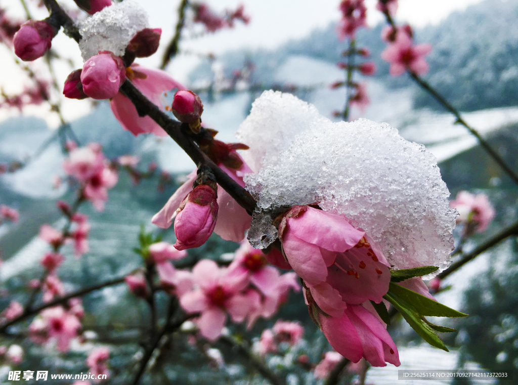 梅花