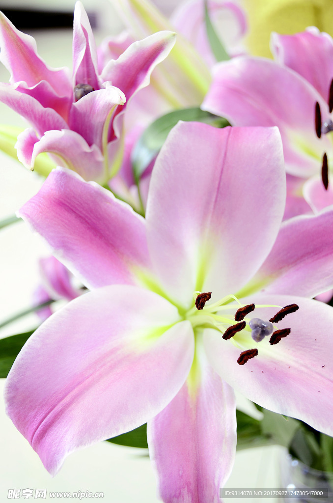 百合花