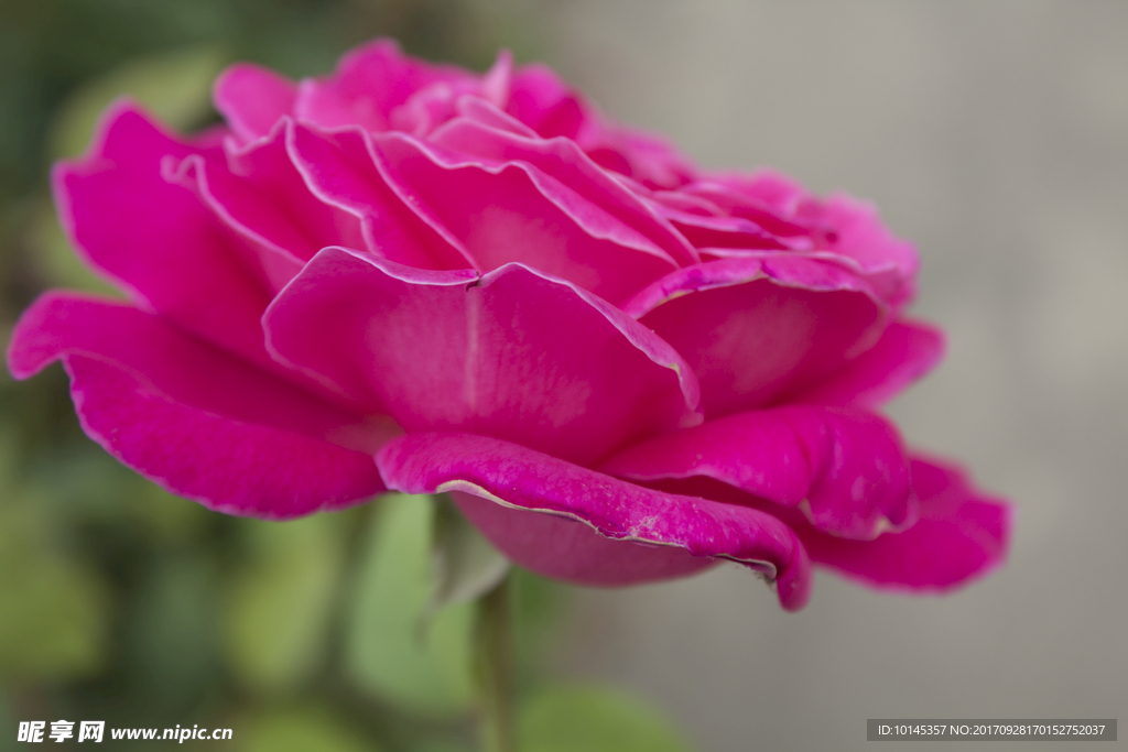 月季花