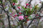 小红花