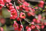 采蜜