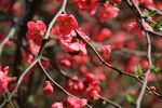 采蜜