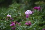 牡丹花开