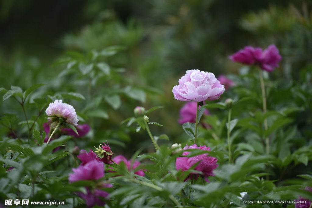 牡丹花开