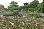 花圃