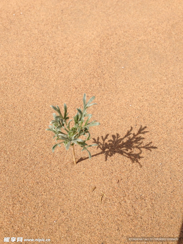 沙漠里的一颗小草