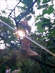 日光透过枯叶 秋