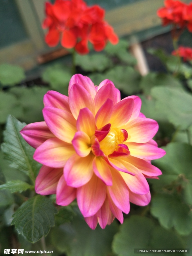 大丽花