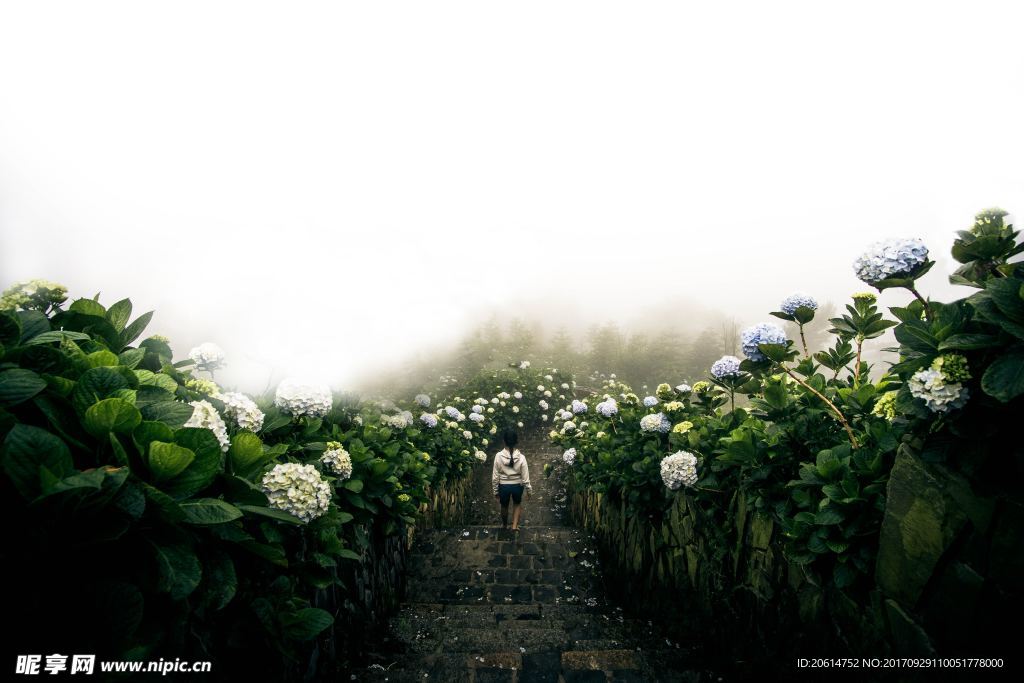 美丽的牡丹花