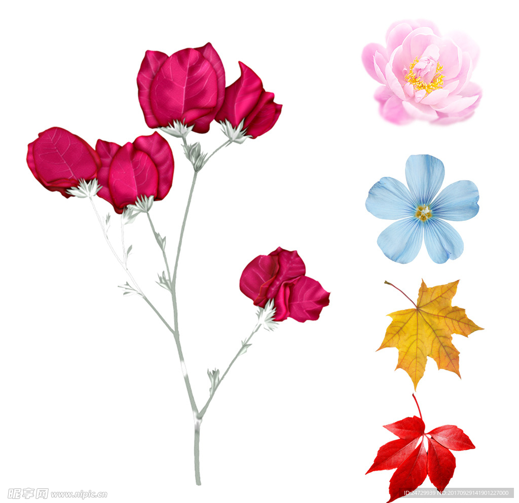 花片 叶片 枫叶