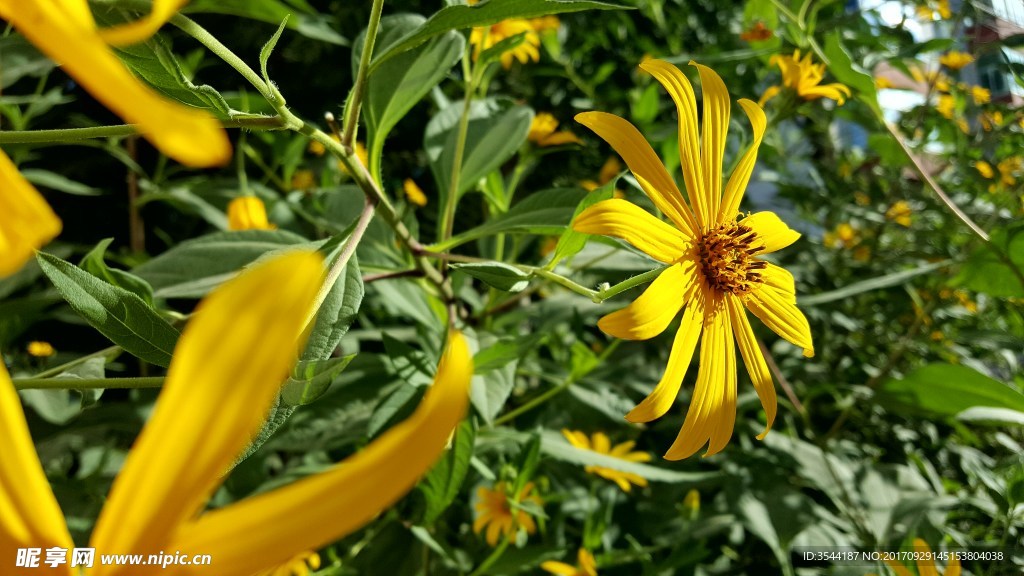 菊花