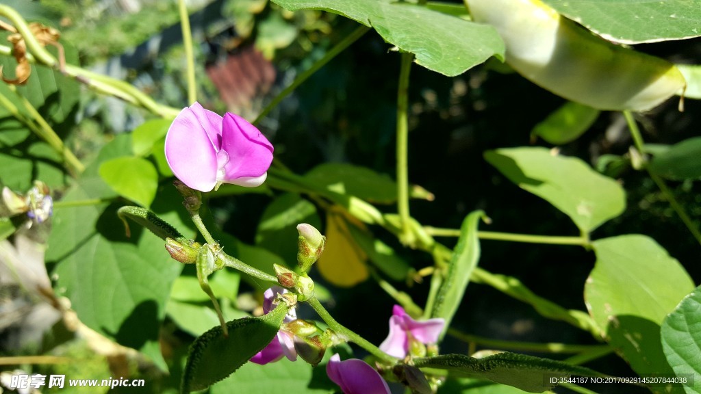 扁豆花