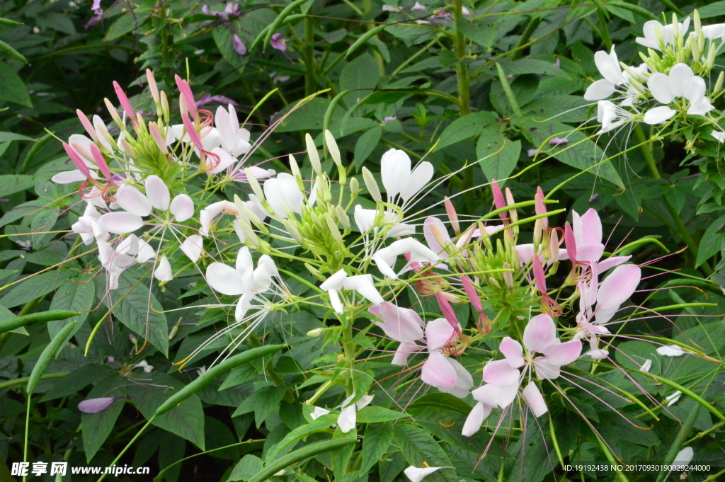 醉蝶花