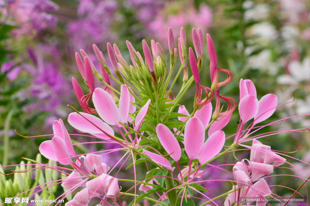 醉蝶花