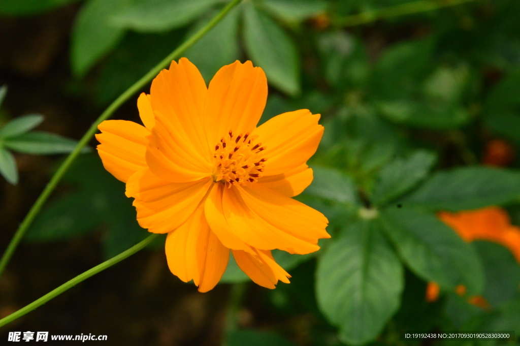 硫华菊