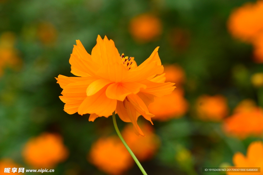 硫华菊