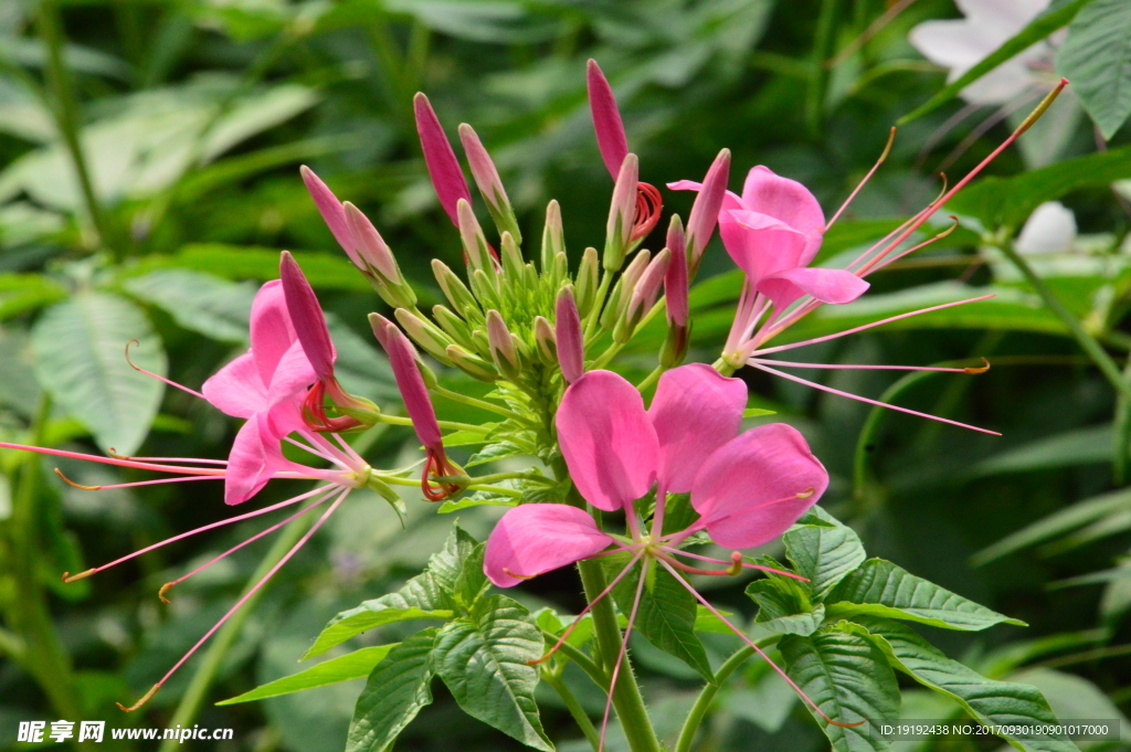 醉蝶花