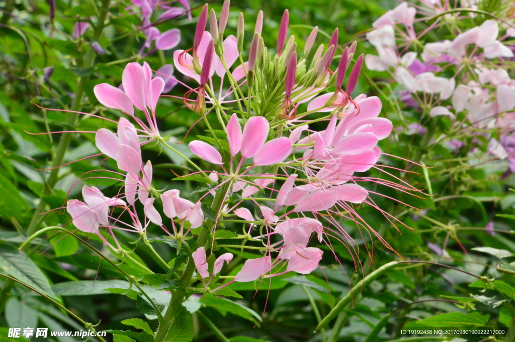 醉蝶花