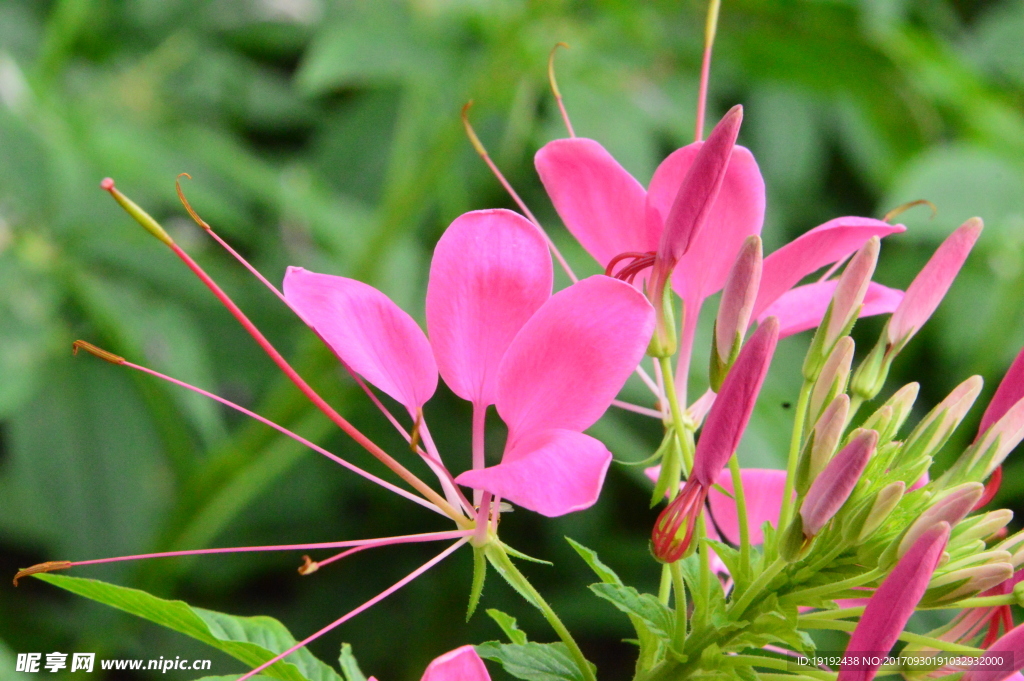 醉蝶花