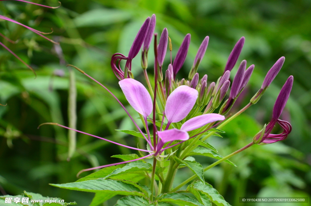 醉蝶花