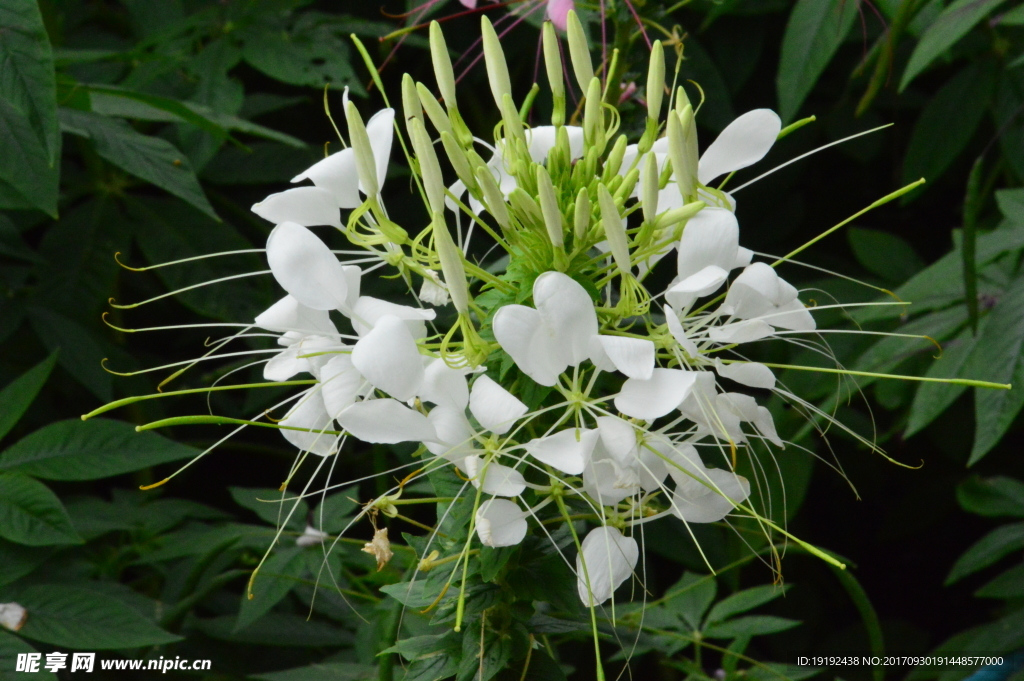 醉蝶花