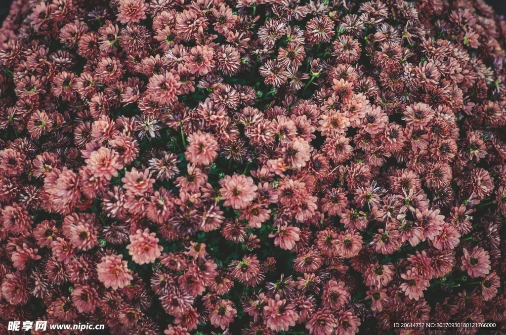 朵朵菊花