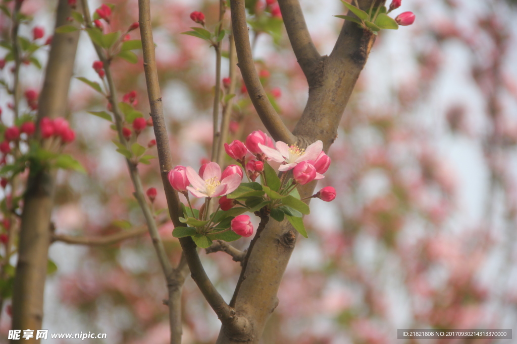 花