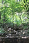 山涧树林