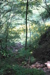 山林
