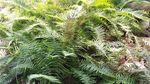 蜈蚣草