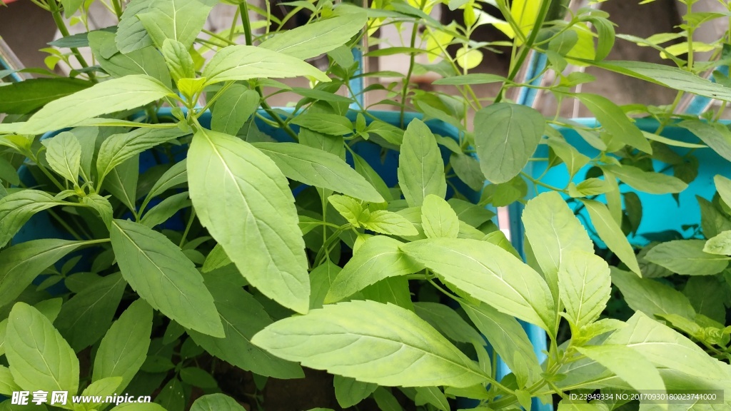薄荷
