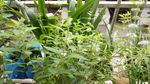 薄荷