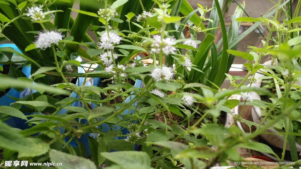 薄荷花
