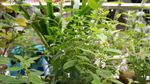 薄荷花