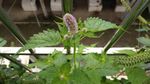 藿香花