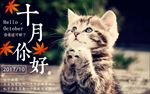 猫咪简约十月海报