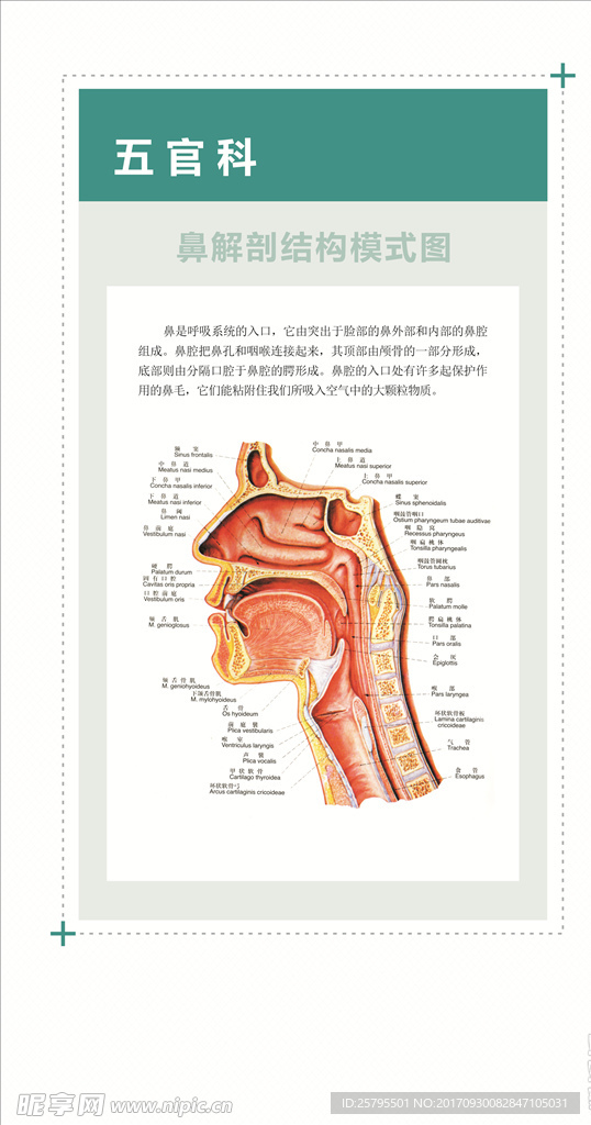 鼻解剖