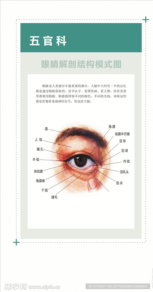 眼解剖