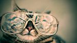 戴眼镜的猫